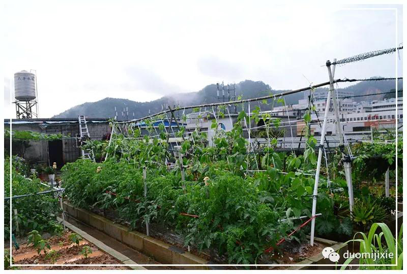 聽說了嗎，多米居然開始搞副業(yè)了？