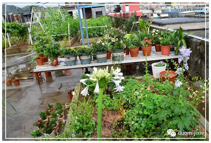 聽說了嗎，多米居然開始搞副業(yè)了？